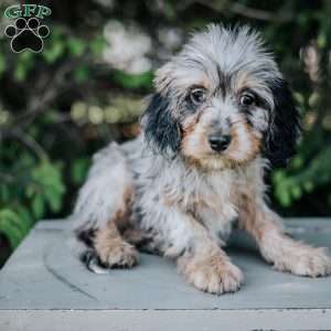 Pilot, Cavapoo Puppy