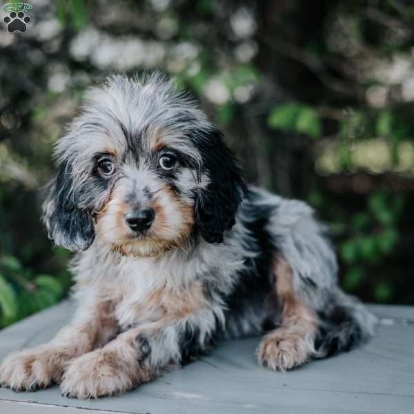 Pilot, Cavapoo Puppy