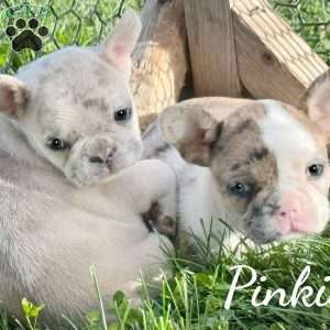 Pinkie, French Bulldog Mix Puppy
