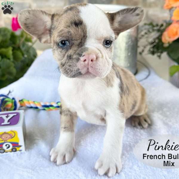 Pinkie, French Bulldog Mix Puppy