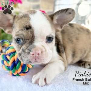 Pinkie, French Bulldog Mix Puppy