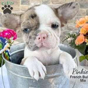 Pinkie, French Bulldog Mix Puppy