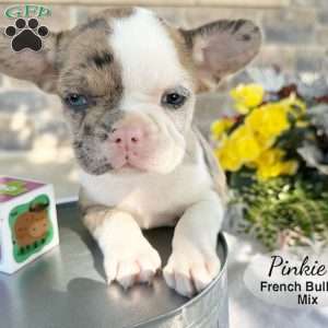 Pinkie, French Bulldog Mix Puppy
