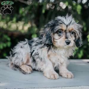 Polly, Cavapoo Puppy