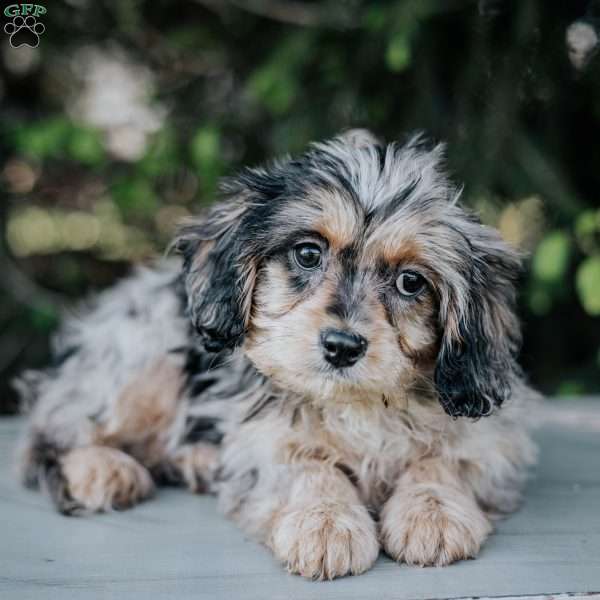 Polly, Cavapoo Puppy