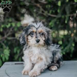 Polly, Cavapoo Puppy