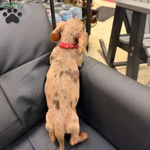 Titus, Dachshund Puppy