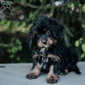 Princess, Cavapoo Puppy