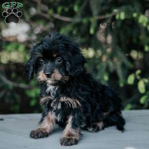 Princess, Cavapoo Puppy