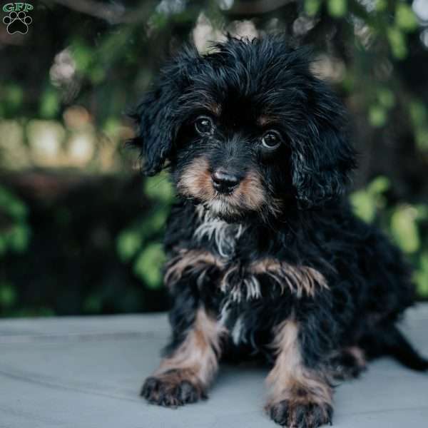 Princess, Cavapoo Puppy