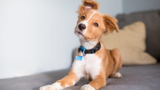 5 Words Your Dog Loves to Hear