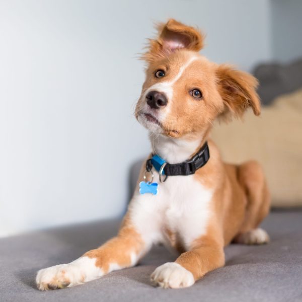 red and white puppy lying down and looking attentively with perked up ears