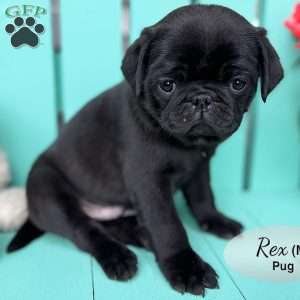 Rex, Pug Puppy