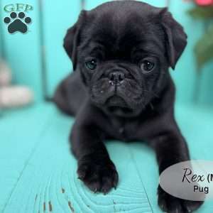 Rex, Pug Puppy