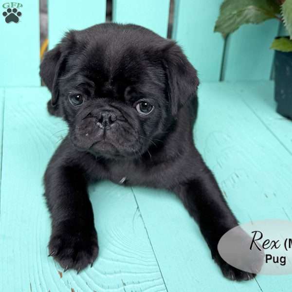Rex, Pug Puppy