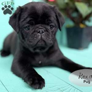 Rex, Pug Puppy