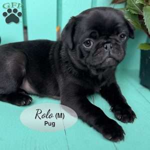 Rolo, Pug Puppy