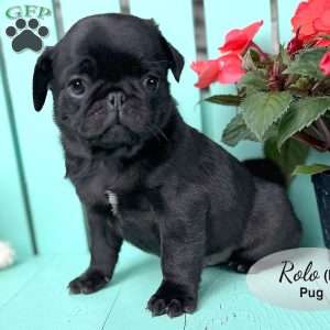 Rolo, Pug Puppy