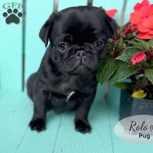 Rolo, Pug Puppy