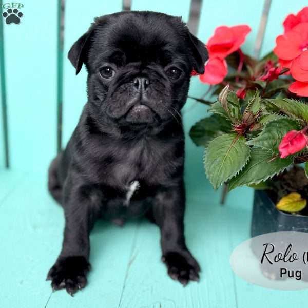 Rolo, Pug Puppy