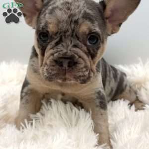 rosie, French Bulldog Puppy