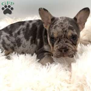 rosie, French Bulldog Puppy