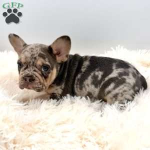 rosie, French Bulldog Puppy