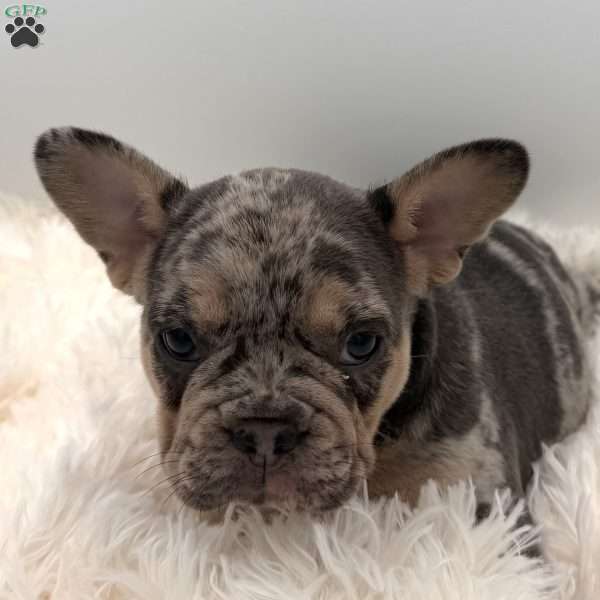 rosie, French Bulldog Puppy