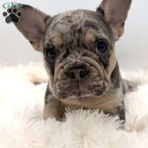 rosie, French Bulldog Puppy