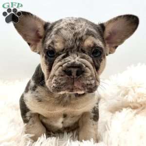 rosie, French Bulldog Puppy