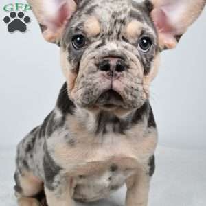 rosie, French Bulldog Puppy
