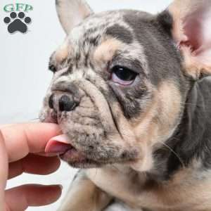 rosie, French Bulldog Puppy