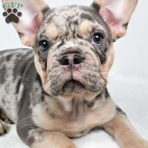 rosie, French Bulldog Puppy