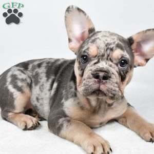 rosie, French Bulldog Puppy