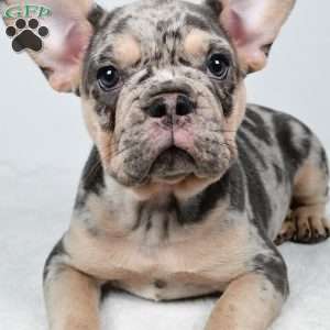 rosie, French Bulldog Puppy