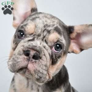 rosie, French Bulldog Puppy