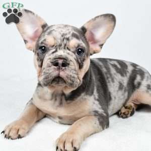 rosie, French Bulldog Puppy