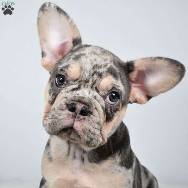 rosie, French Bulldog Puppy