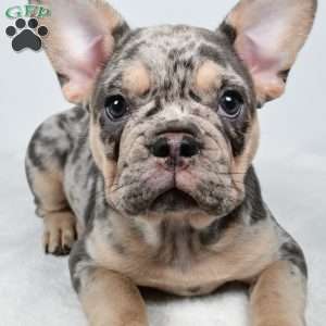 rosie, French Bulldog Puppy