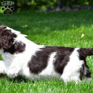 russell, Cocker Spaniel Puppy