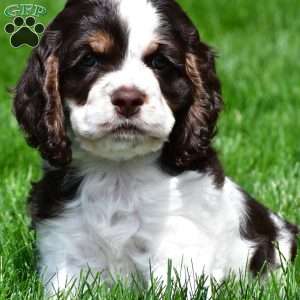 russell, Cocker Spaniel Puppy