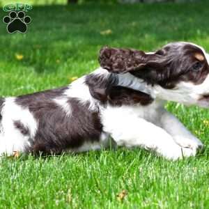 russell, Cocker Spaniel Puppy