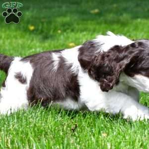 russell, Cocker Spaniel Puppy