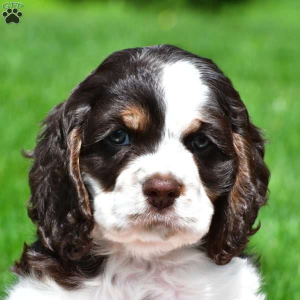 russell, Cocker Spaniel Puppy