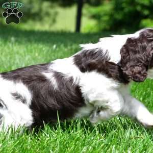 russell, Cocker Spaniel Puppy
