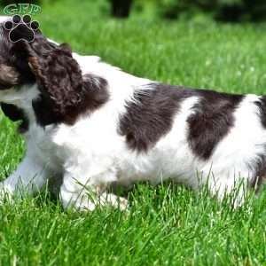 russell, Cocker Spaniel Puppy