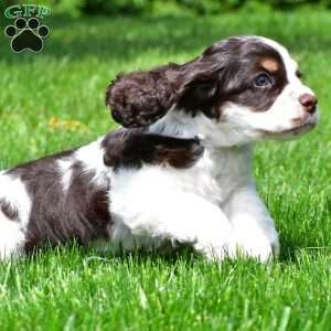 russell, Cocker Spaniel Puppy