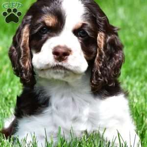 russell, Cocker Spaniel Puppy