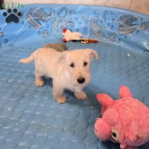 Scamp, Scottish Terrier Puppy