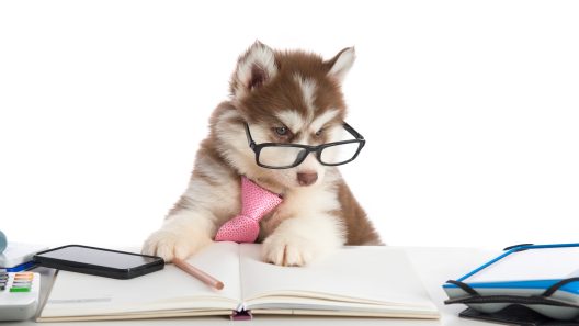 Can Dogs Be Neurodivergent?